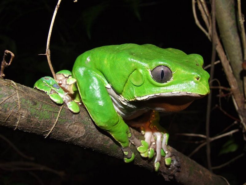 Kambo žaba - medicína z Amazonského pralesa