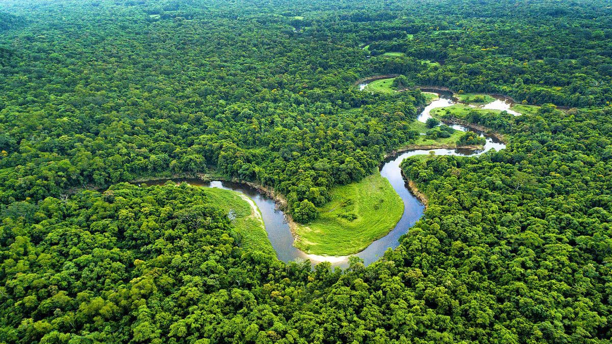 Amazonsky prales ilustrace