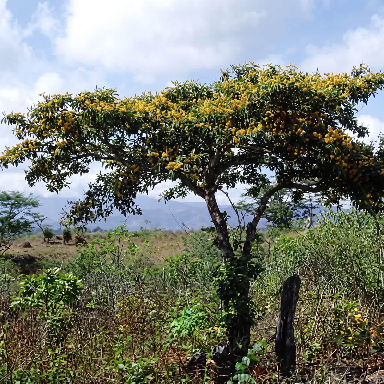Strom Murici (Byrsonima crassifolia) &ndash; směs Rap&eacute; La Herba