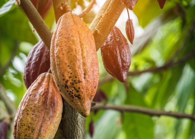 Cocoa tree kakaovnik