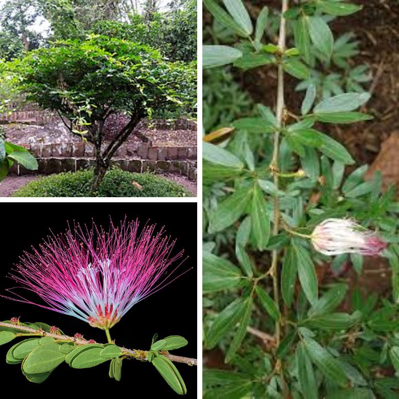 Calliandra angustifolia