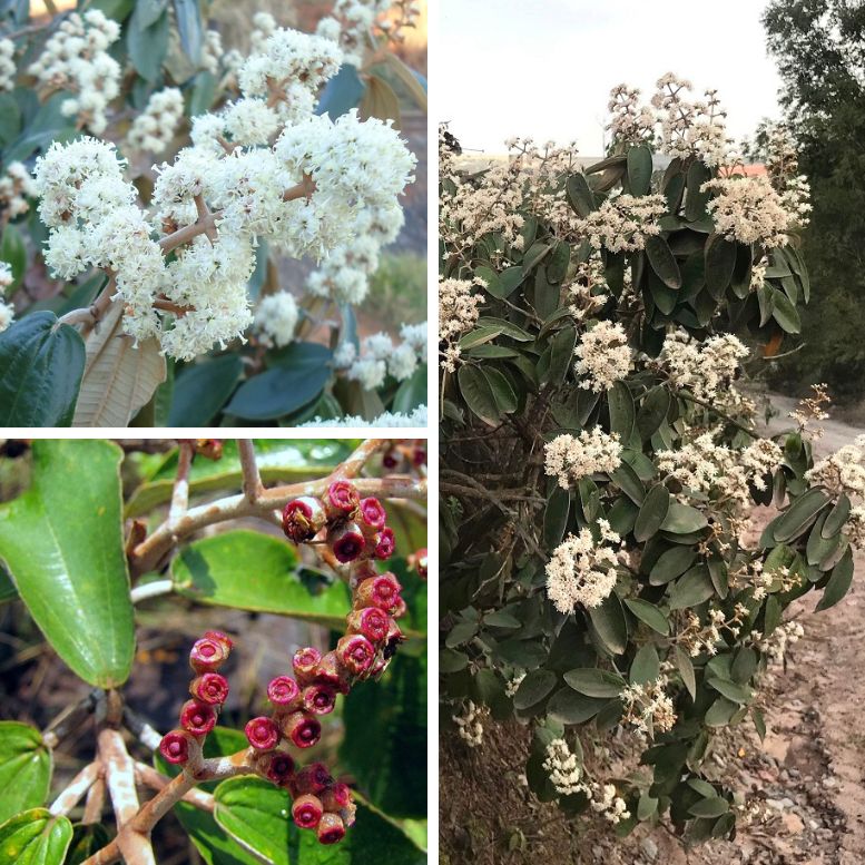 Canela de velho plant flowers