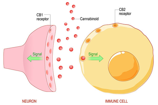 cb1 and cb2 neurone receptors