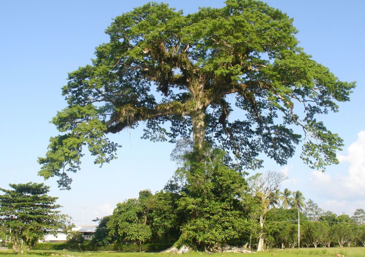 Samauma tree