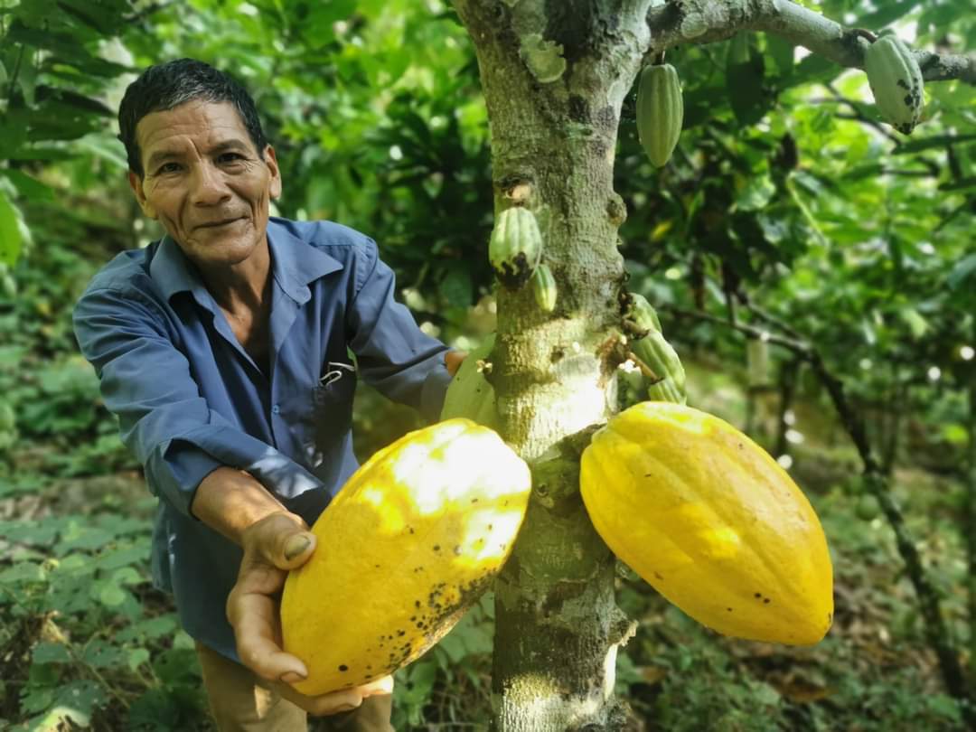 Pěstitel v Peru ukazuje zral&eacute; žlut&eacute; plody kakaa na stromě