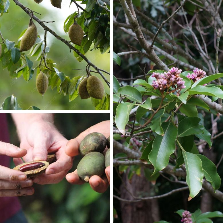 Cumaru tree seeds tonka