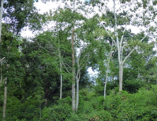 Sangre de Drago stom Dračí krev