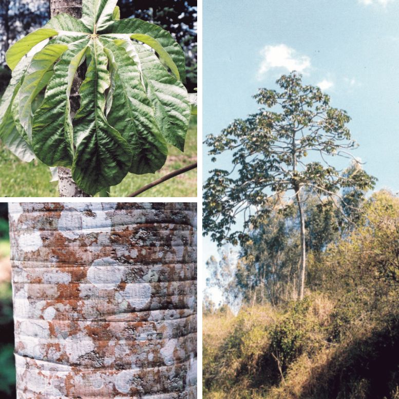 Embaubinha tree Rape 7 Hvezd