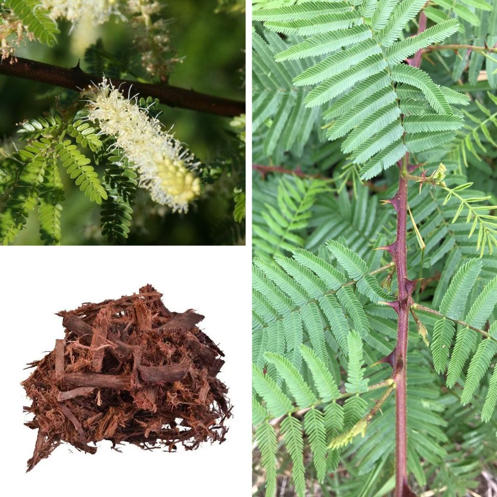 Jurema Preta rostlina