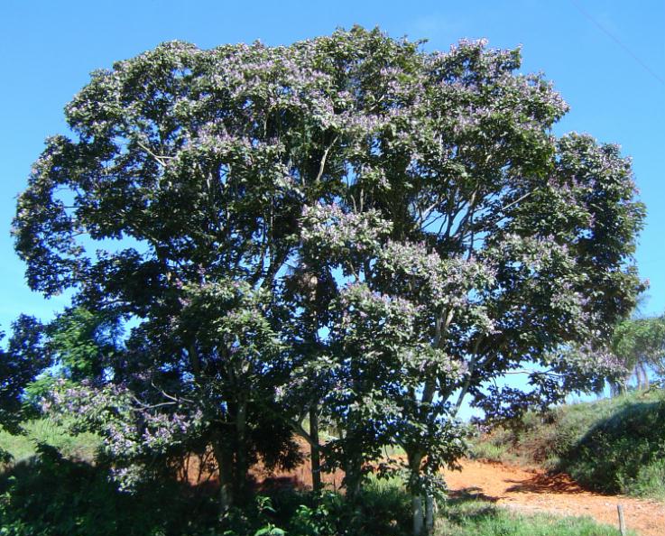Strom Pau Pereira (Platycyamus regnellii) &ndash; směs Rap&eacute; La Herba