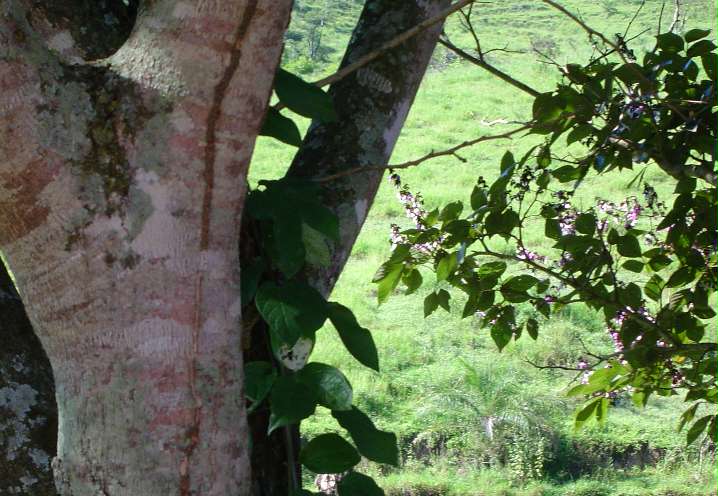 Pau Pereira tree